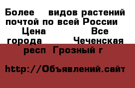Более200 видов растений почтой по всей России › Цена ­ 100-500 - Все города  »    . Чеченская респ.,Грозный г.